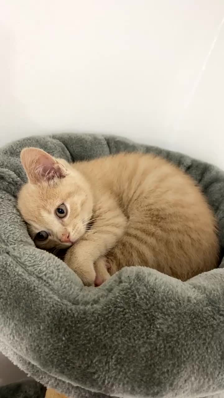 British Shorthair cats for sale: Male British Shorthair Kitten - Video 2