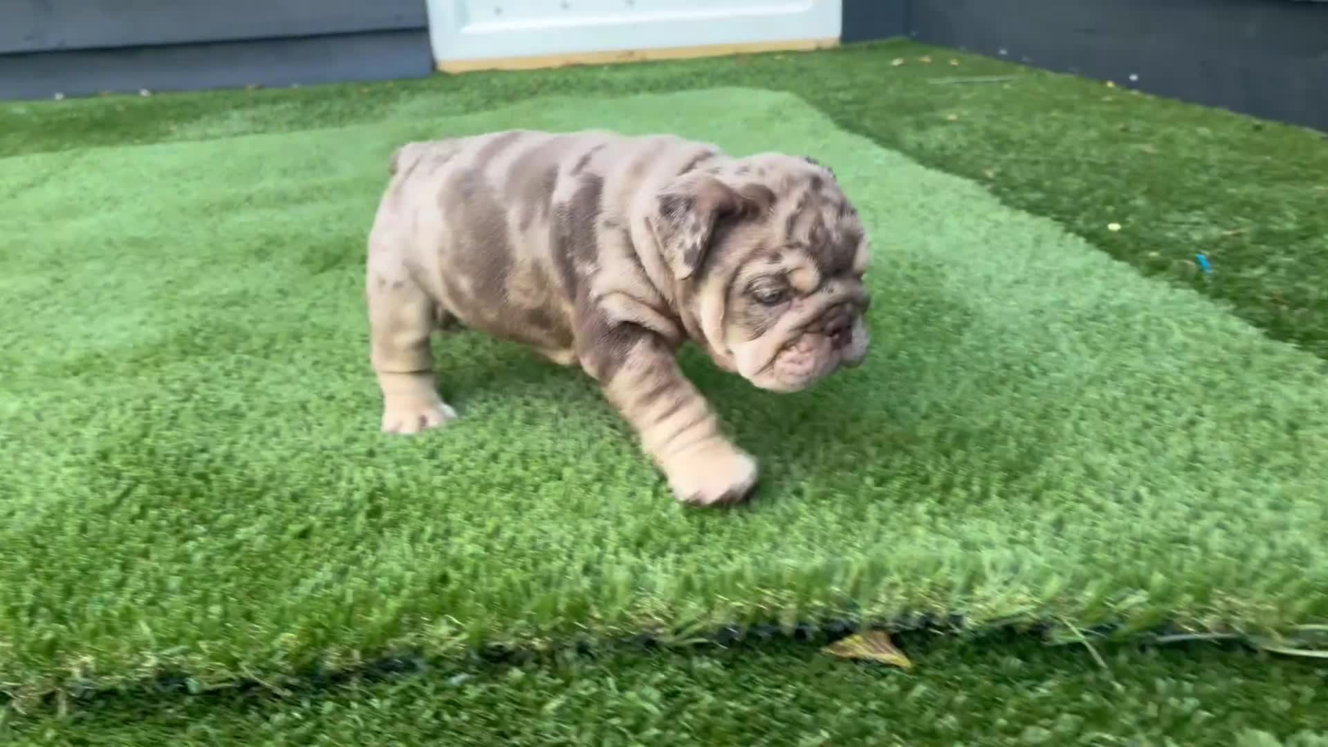 English Bulldog dogs for sale: English Bulldog Puppies - Video 2