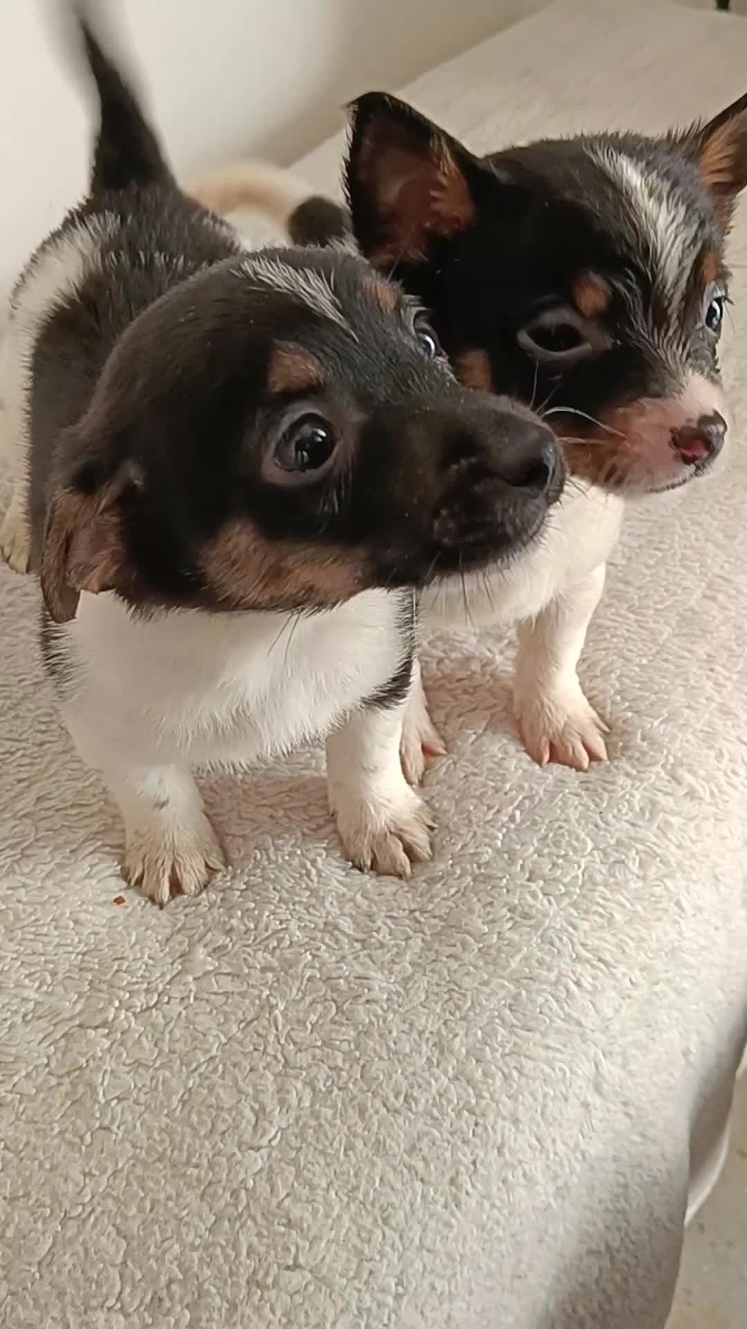 Jack Russell dogs for sale: Stunning Jack Russel puppies for sale - Video 2