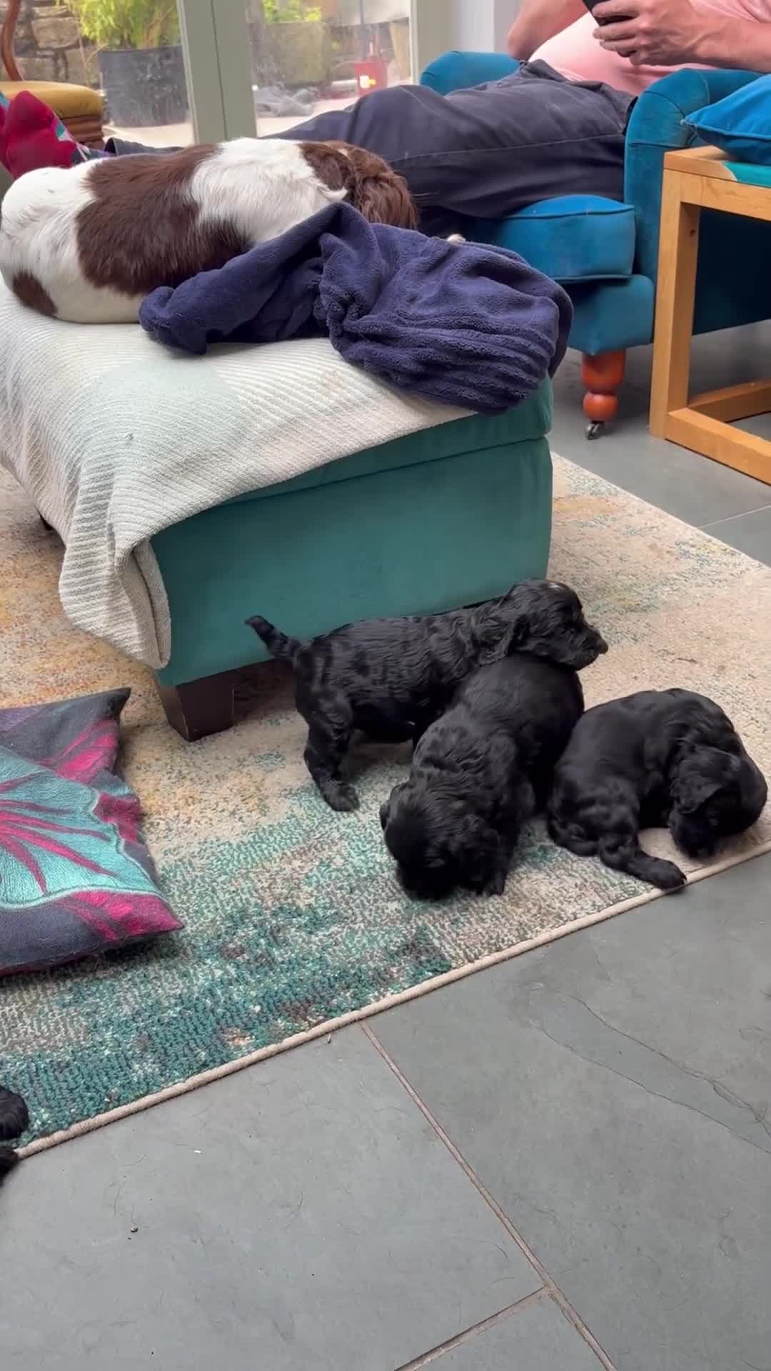 Sprocker dogs for sale: Gorgeous Black Sprocker puppies - Video 2