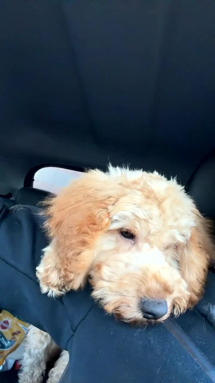 Cockapoo dogs for sale: Cockapoo puppy for sale (URGENT) - Video 4