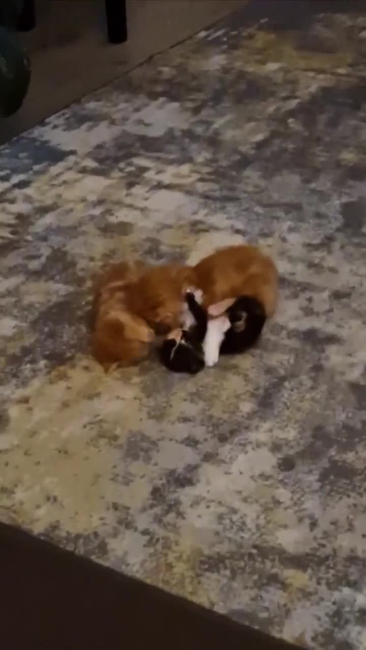 Mixed Breed cats for sale: Now Reserved Beautiful Ginger Male Kitten 4 weeks - Video 1