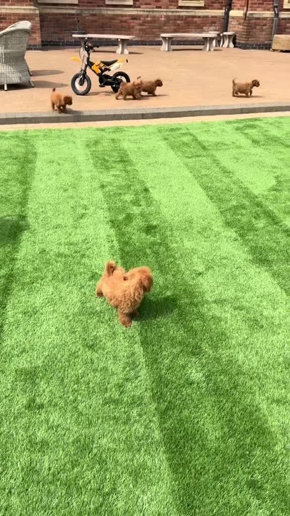 Cavapoo dogs for sale: F1 b Cavapoo  in Doncaster - Video 1
