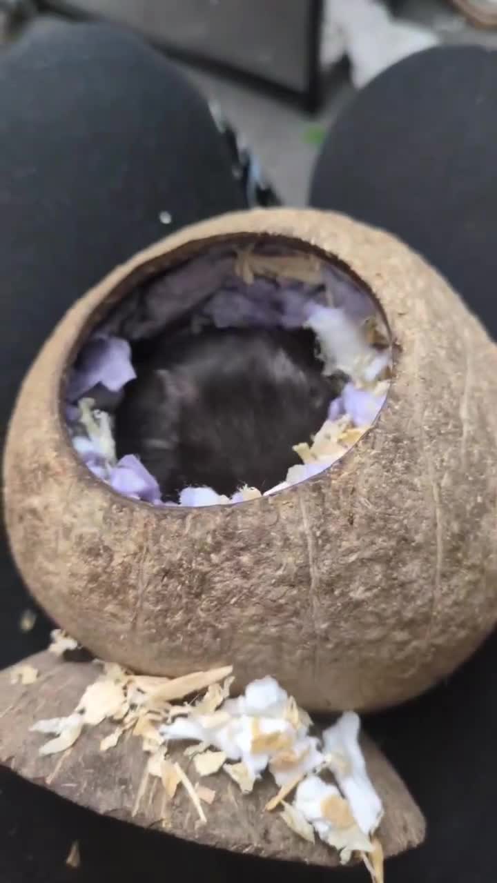 Hamster rodents for sale: Sweet Male Syrian Hamster - Video 1