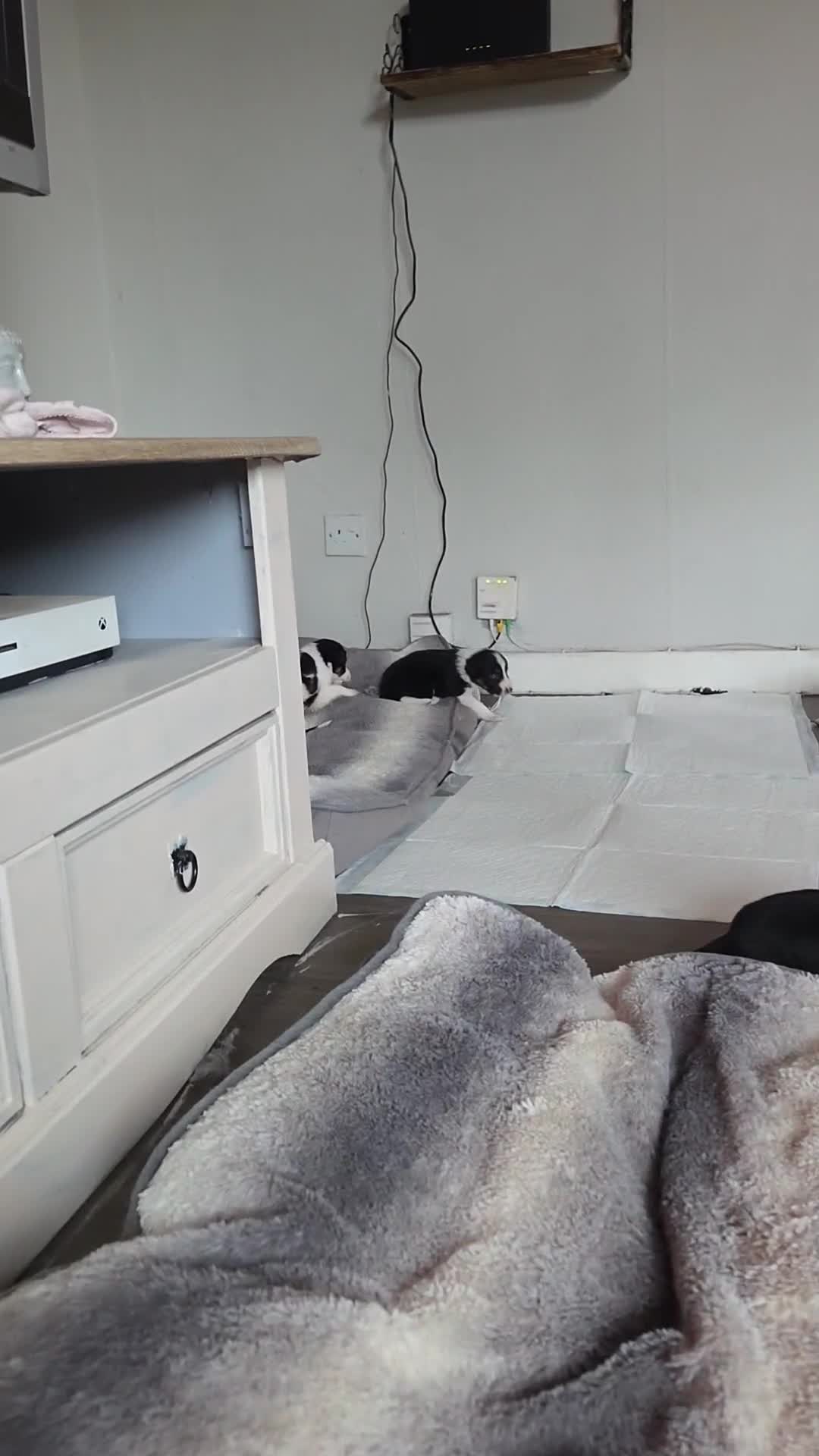Border Collie dogs for sale: Border collie pups  - Video 1