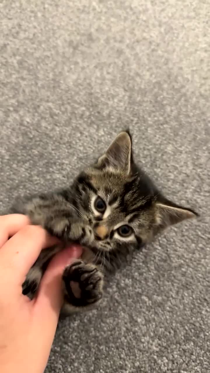 Mixed Breed cats for sale: Litter of kittens  - Video 2
