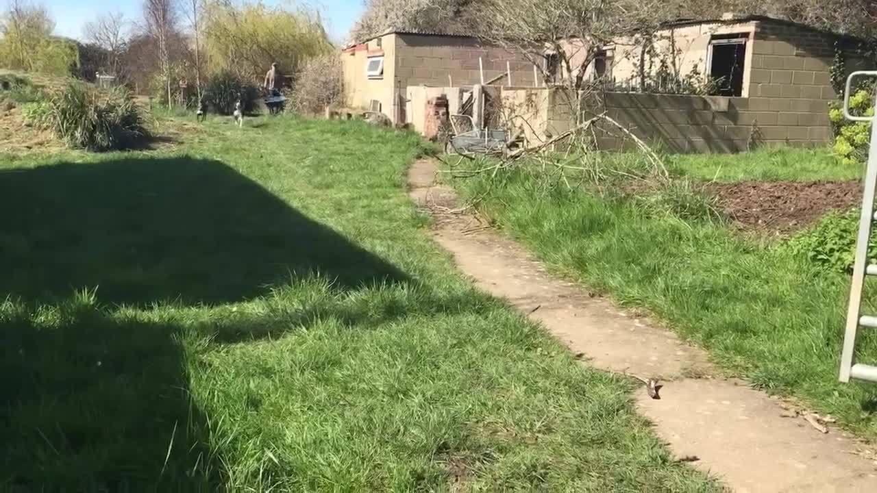 Mixed Breed dogs for adoption: Bernie is looking for the best forever home in Hayling Island - Video 1