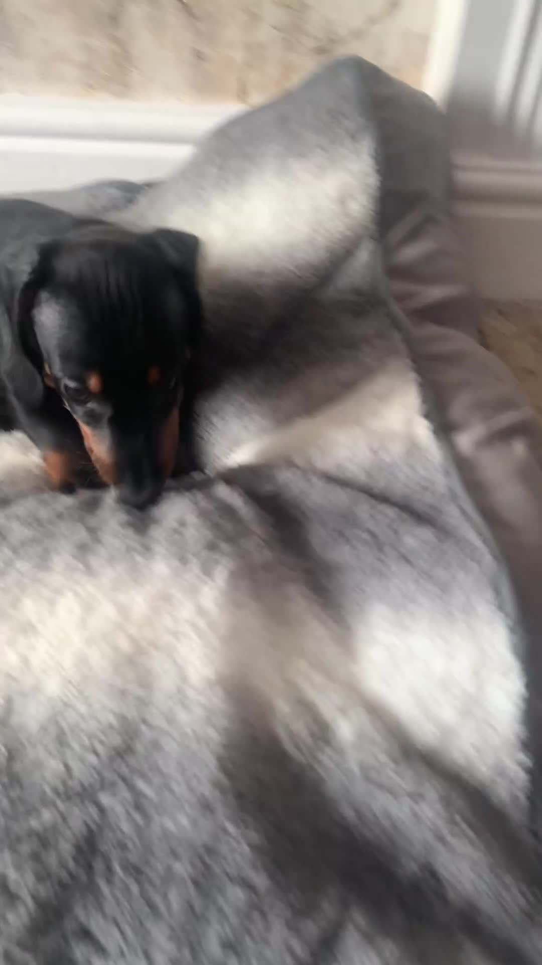 Miniature Dachshund dogs for sale: Ready now miniature dachshunds boy - Video 1