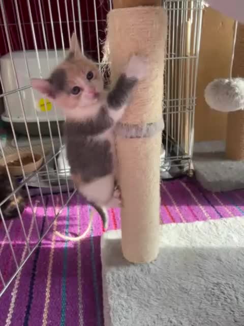 Mixed Breed cats for adoption: 4 rescue kittens looking for forever homes in Hook - Video 1