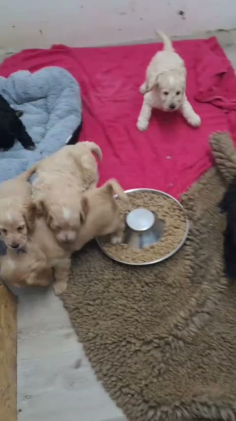 Cockapoo dogs for sale: Cockapoo Puppies Colchester - Video 2