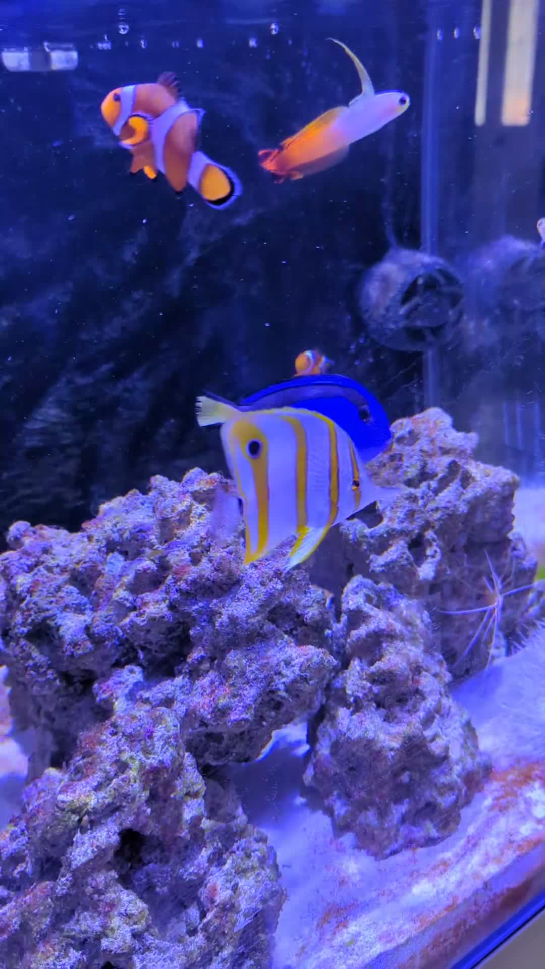 Butterfly Fish fish for sale: SOLD Marine fish  - Video 2