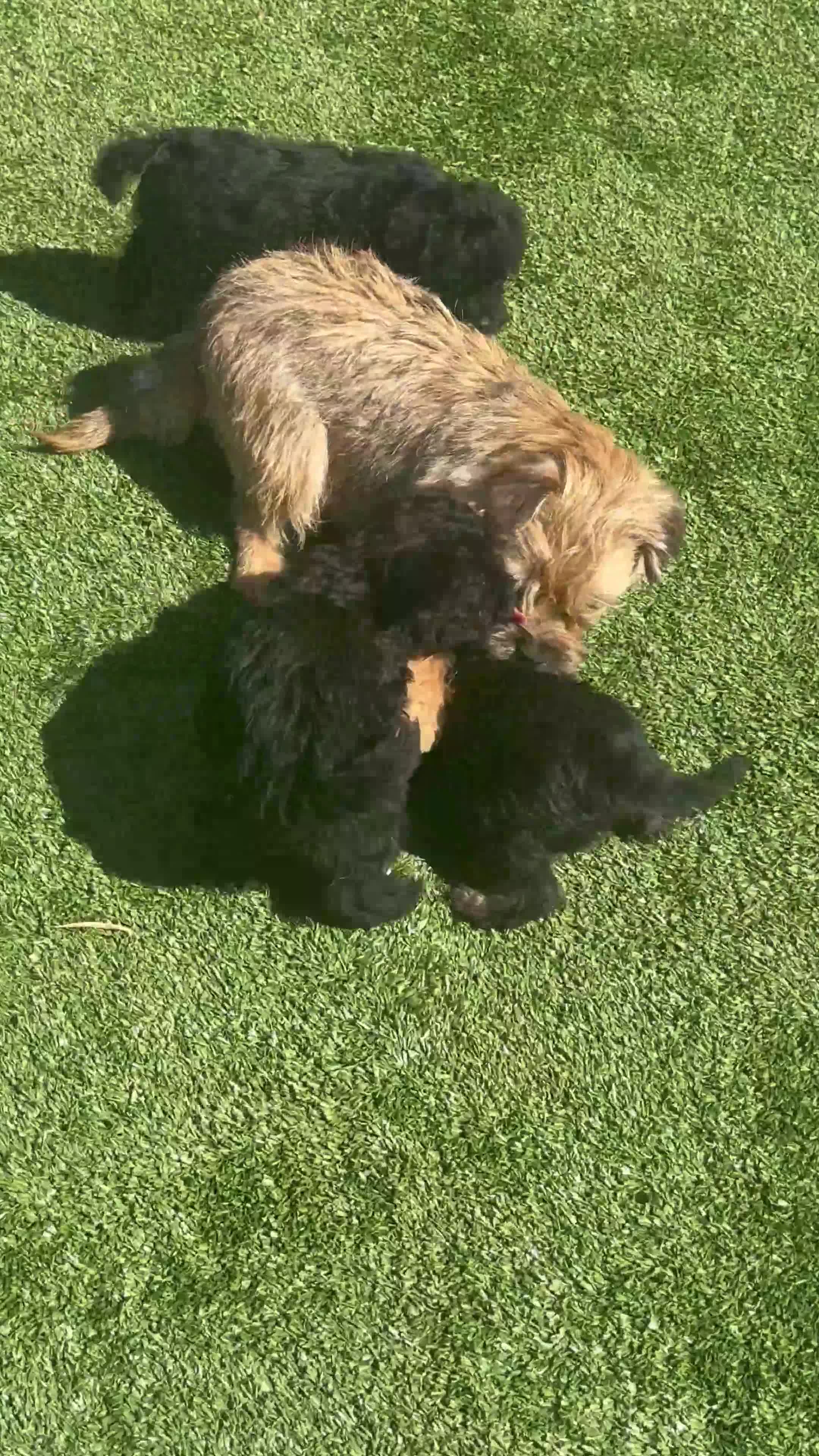 Border Terrier dogs for sale: Stunning Border Teddy boy avaiable - Video 1