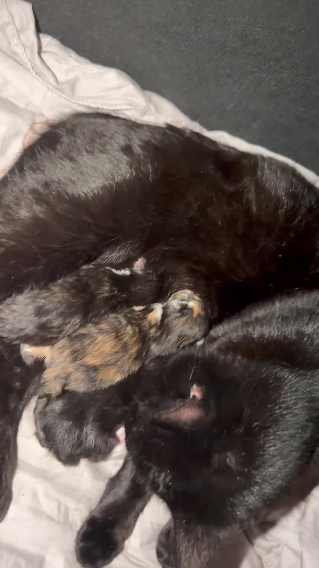 Bombay cats for sale: 1 black boy available  - Video 2