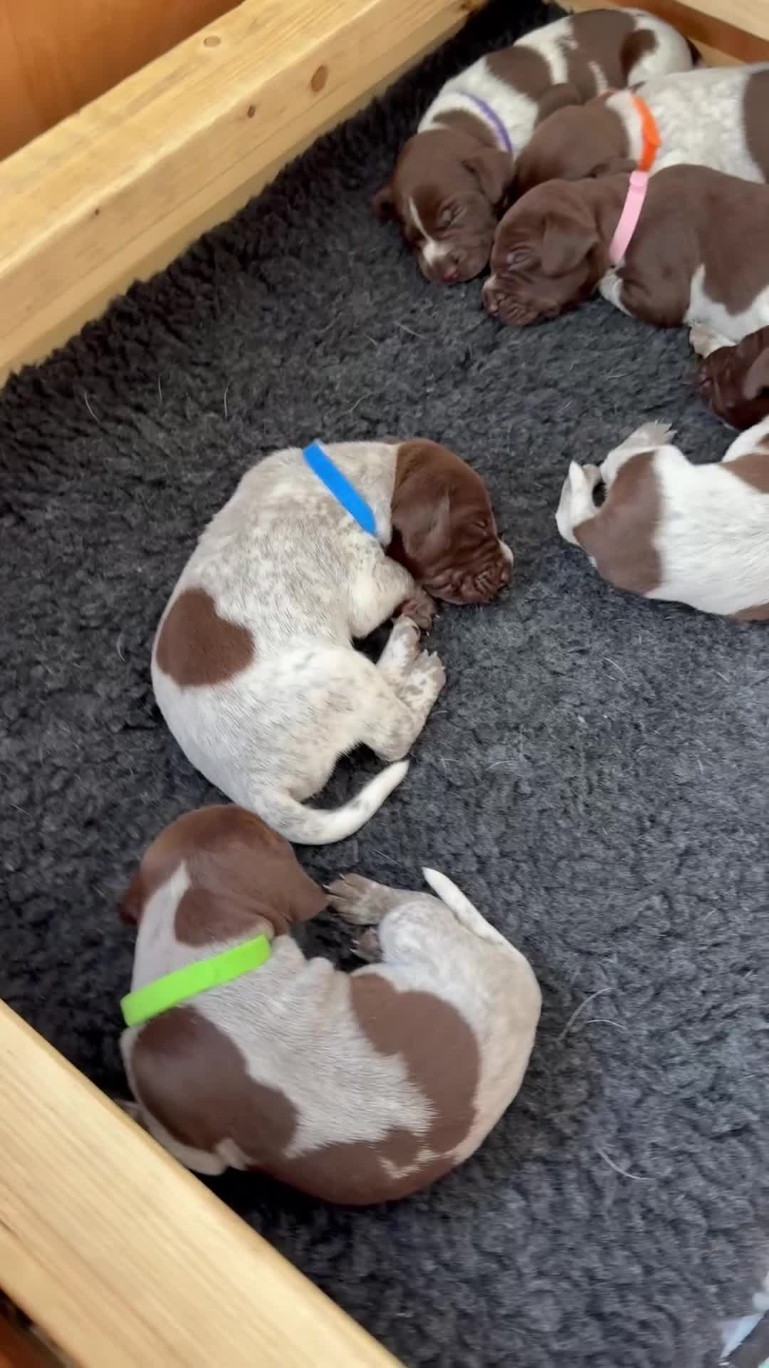 German Shorthaired Pointer dogs for sale: Stunning German Shorthaired Pointer Pups KC Reg'd - Video 2
