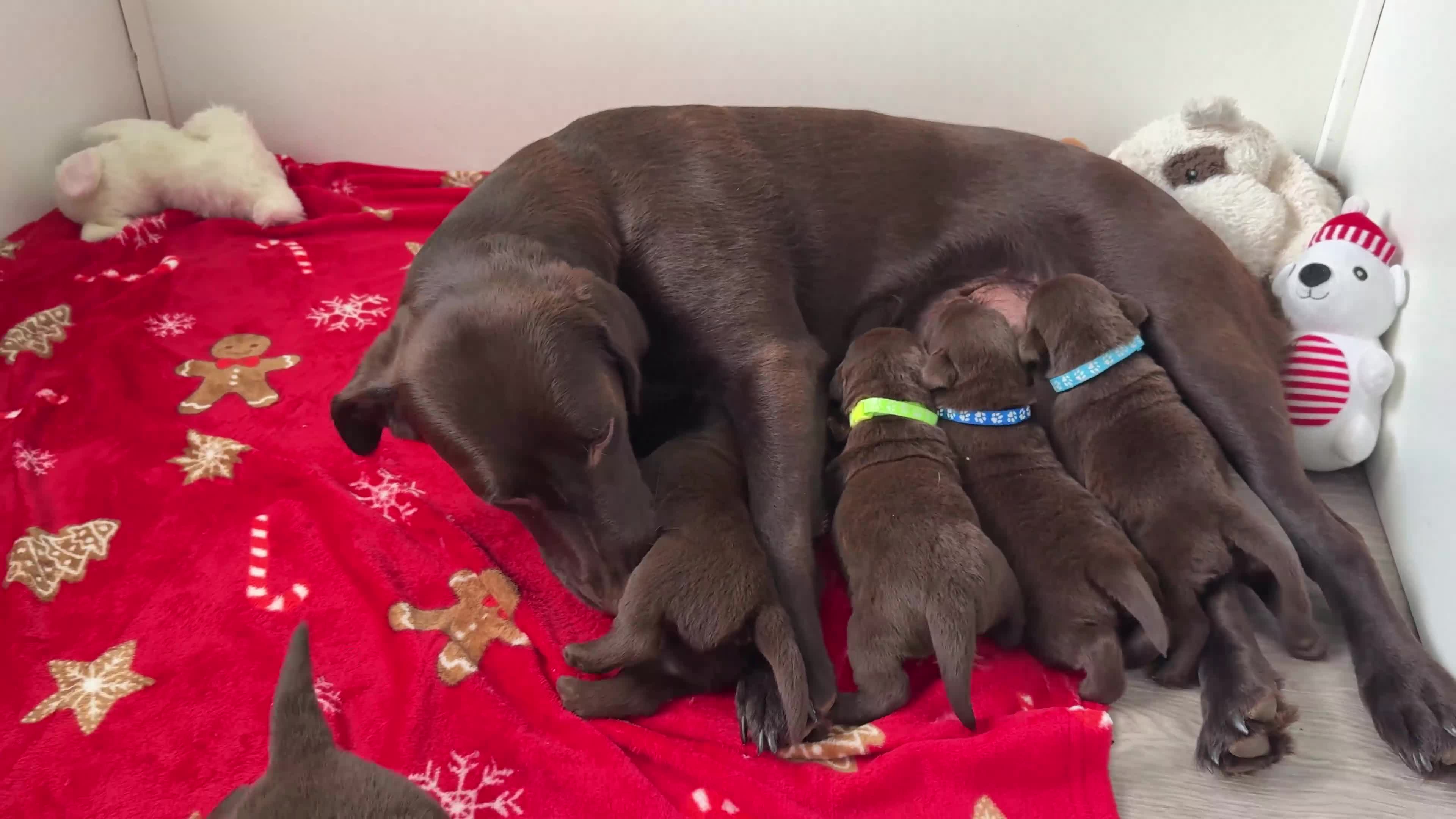 Labrador Retriever dogs for sale: 5 Stars 🌟 Chocolate Labradors  🌟  - Video 1