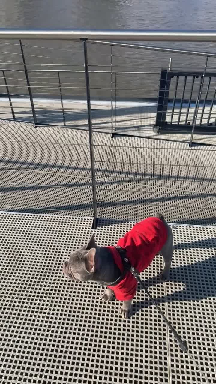 French Bulldog dogs for sale: Silver/Lilac French Bulldog Boy.  - Video 2