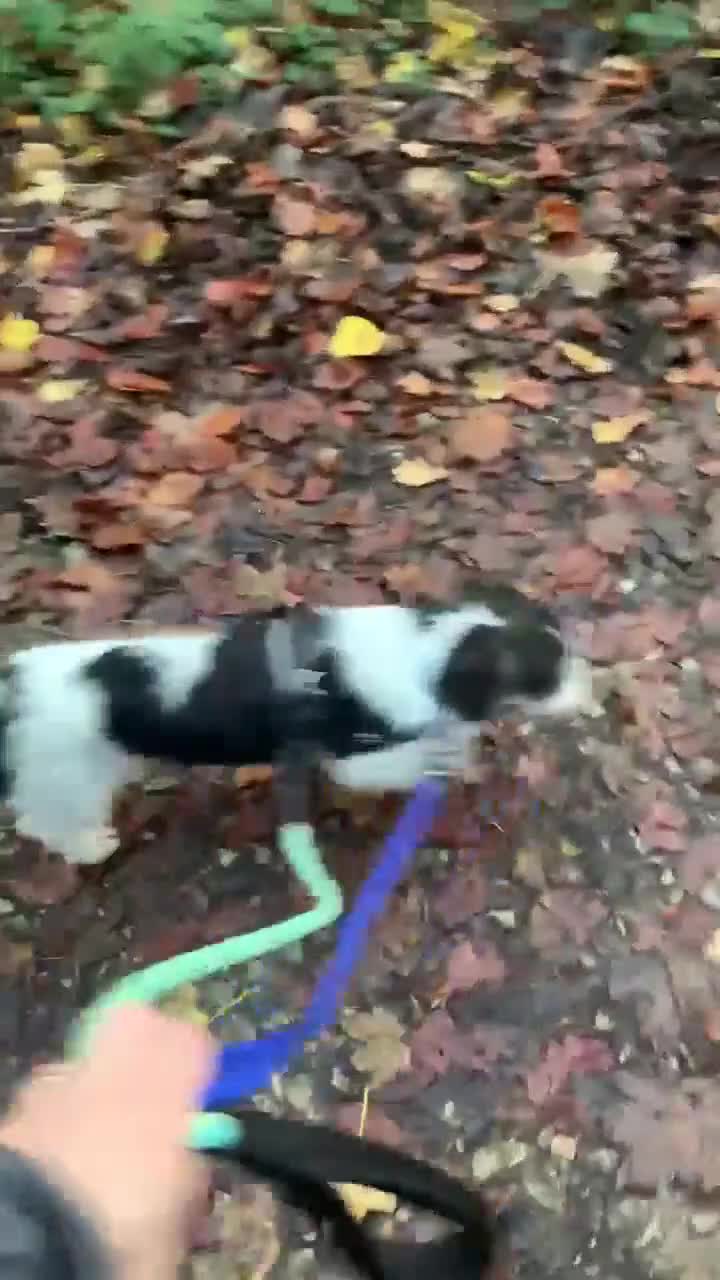 Mixed Breed dogs for adoption: ARIEL - FOR ADOPTION  - Video 3