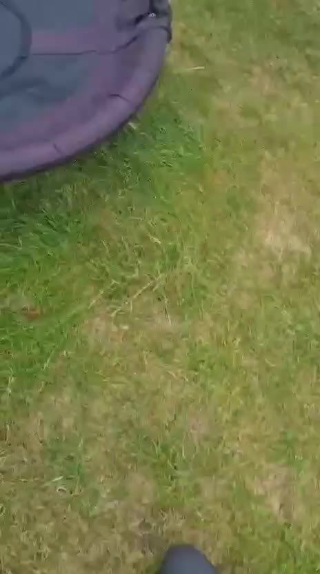 Shorkie dogs for sale: 4 beautiful shorkie pups fully vaccinated  - Video 1