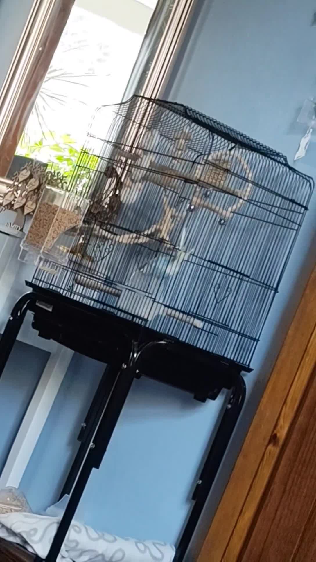 Budgerigars birds for sale: Budgie + Cage set up - Video 2