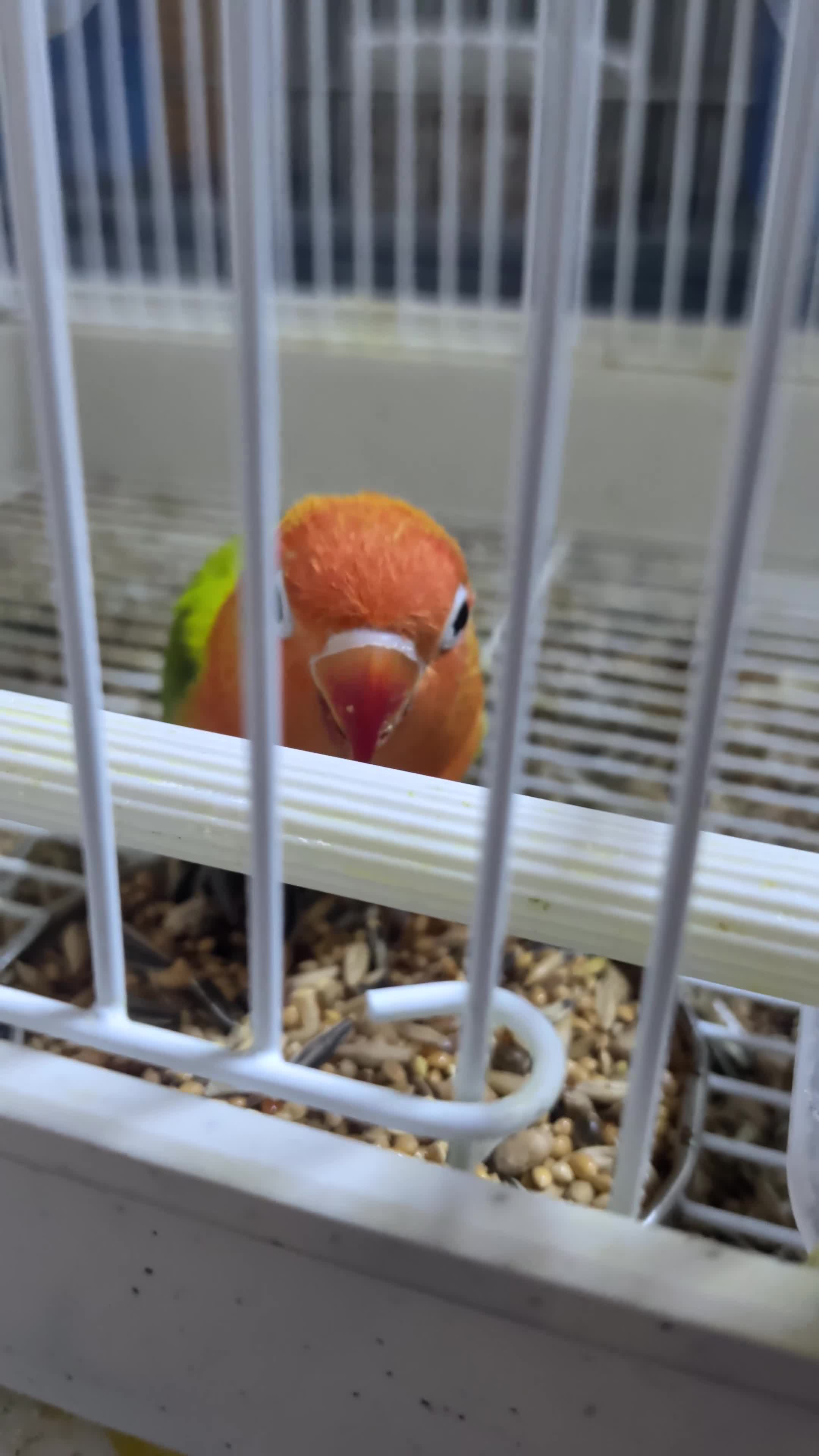 Lovebirds birds for sale: Lovebirds 🦜💚 Available | Babies & Breeding Pair - Video 1