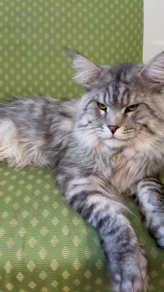 Maine Coon cats for sale: DNA tested Maine coon boy active - Video 1