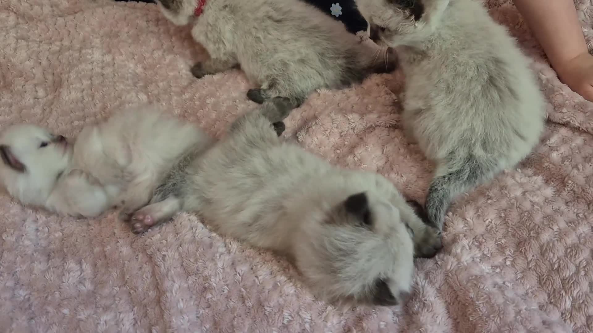 Ragdoll cats for sale: 3 beautiful fluffy ragdoll kittens - Video 2