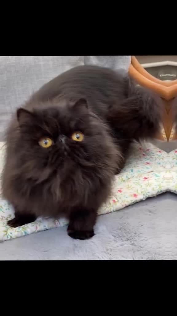 Persian cats for sale: Persian Kittens GCCF registered  - Video 2