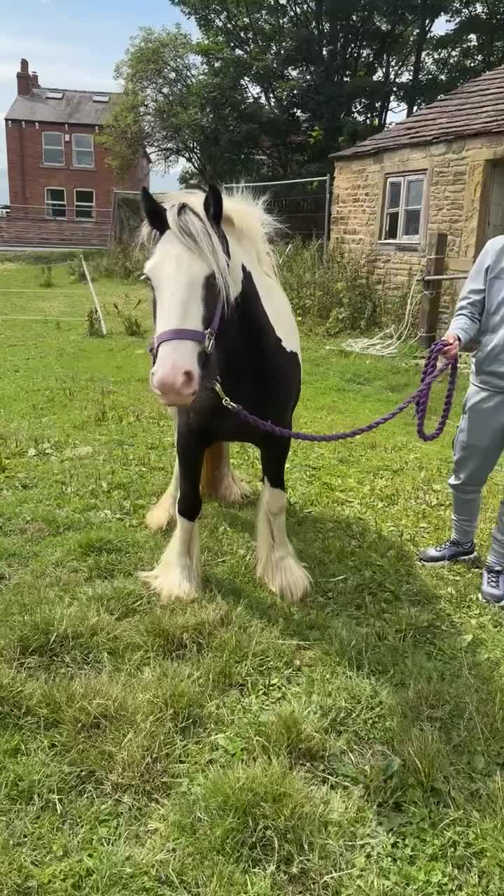 Irish Cob horses for sale: Gyspy offers considered - Video 5