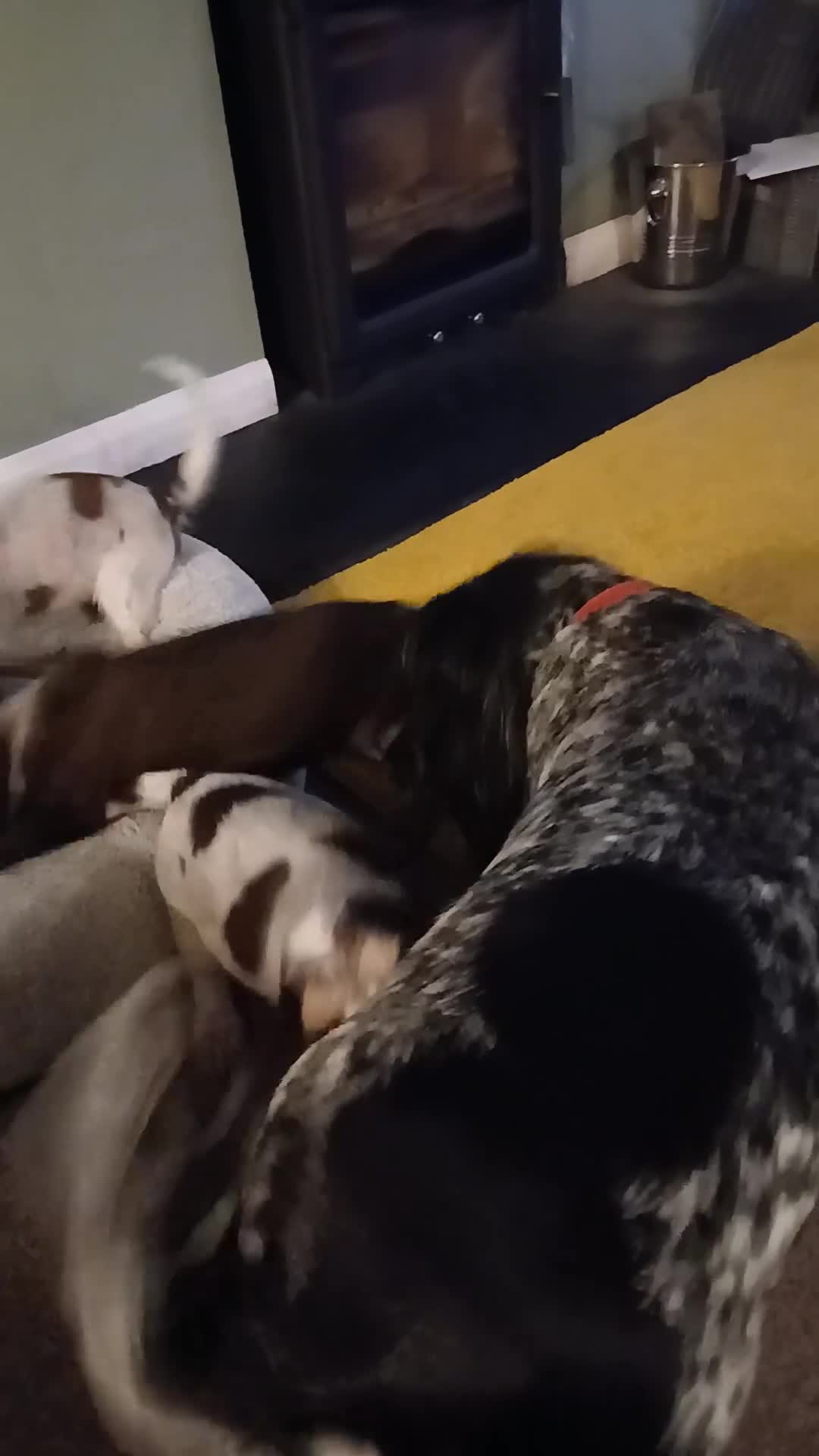 Cocker Spaniel dogs for sale: LAST BOY READY NOW KC Show Cocker Spanels  - Video 1