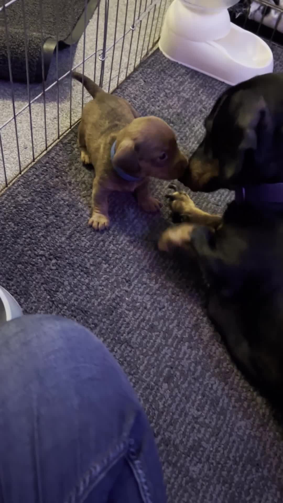 Dachshund dogs for sale: Dachshund puppies for sale - Video 1