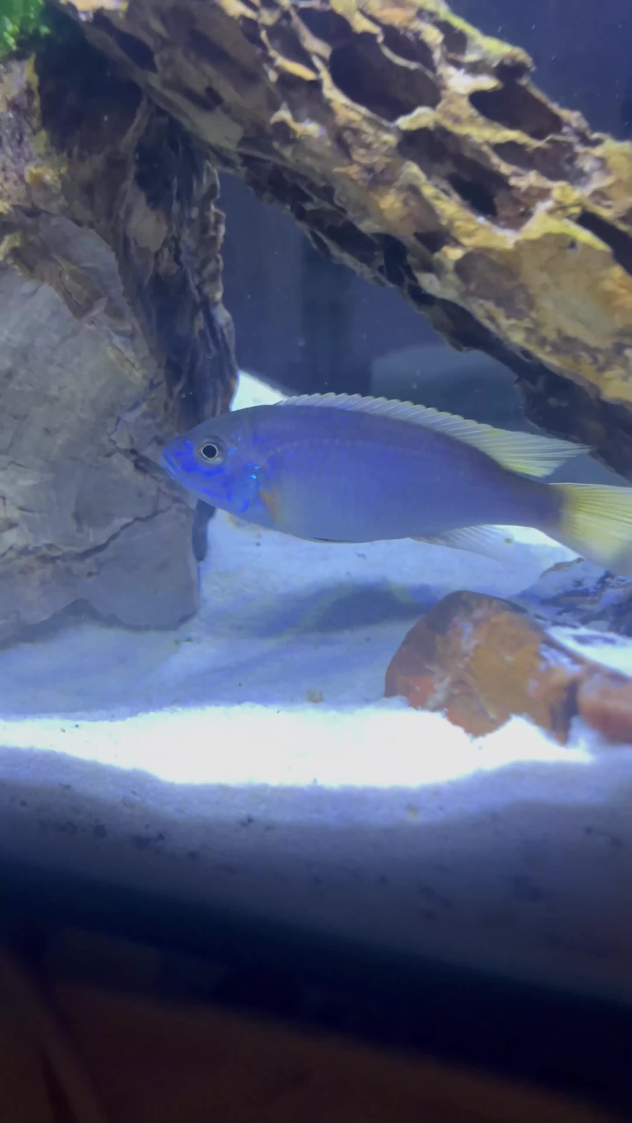 Cichlids fish for sale: Malavi cichlid  - Video 2