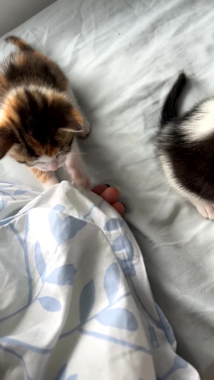 Domestic Shorthair cats for sale: 3 kittens for sale. 2 boys one girl - Video 1