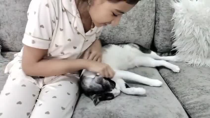 Mixed Breed cats for adoption: 🐾 Cuddly Indoor Family Cat   - Video 1