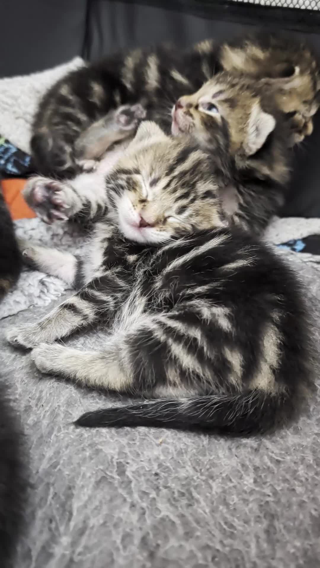 Mixed Breed cats for sale: Mixed Maine Coon Kittens  - Video 2