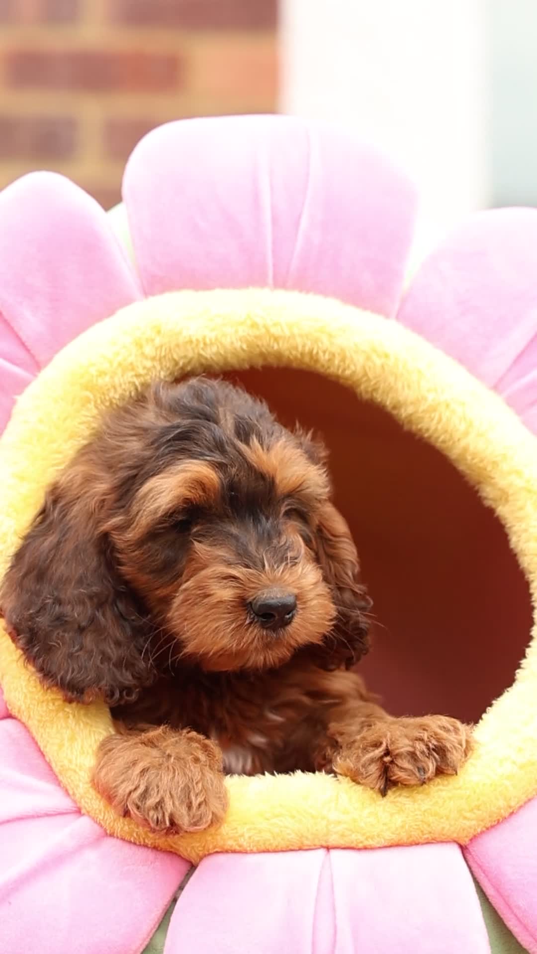 Cockapoo dogs for sale: 🐶 Cockerpoo Puppies – Loving Forever Homes 🐶 - Video 2