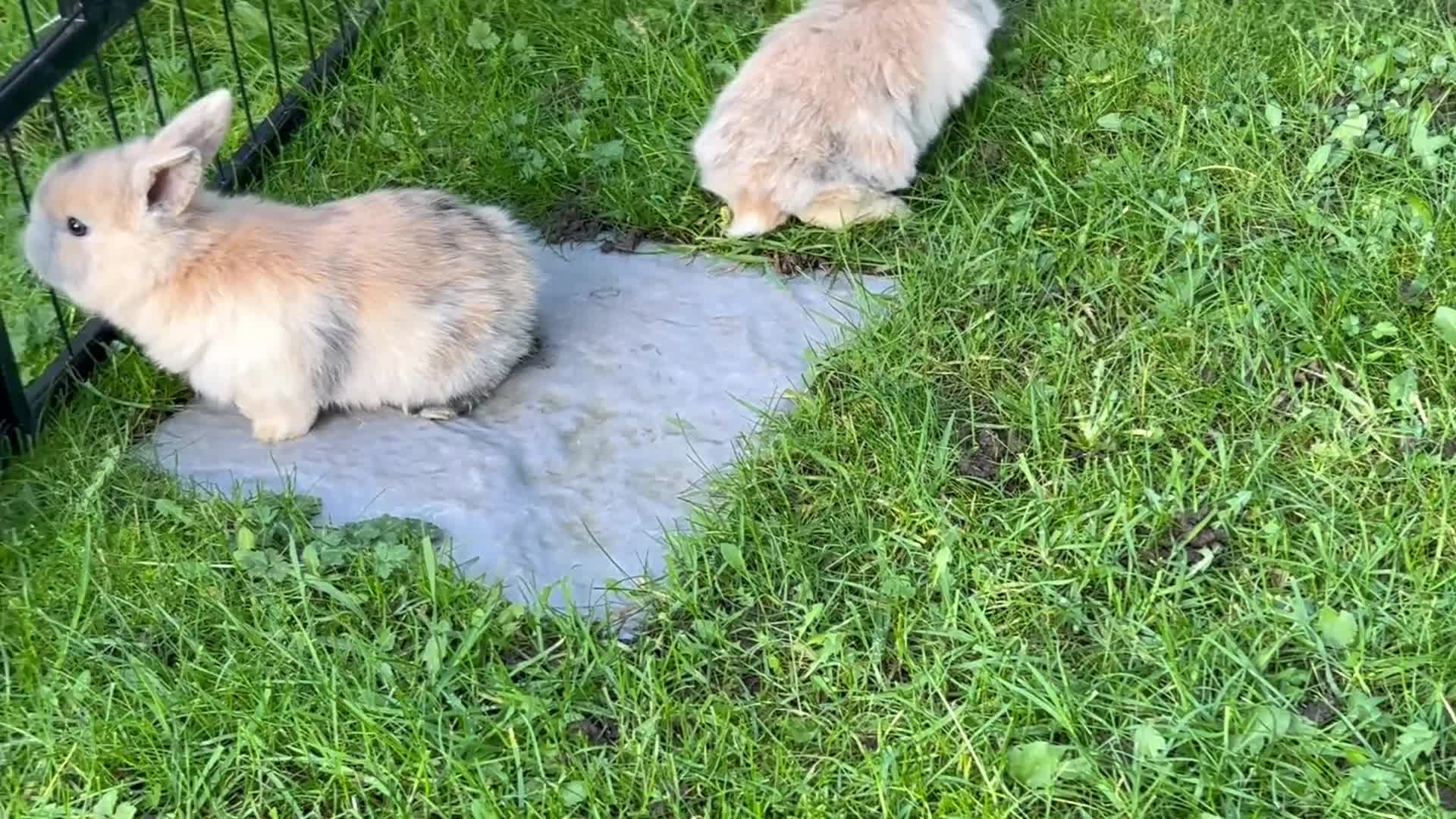 Mini Lop rabbits for sale: Stunning Mini Lops - Video 2