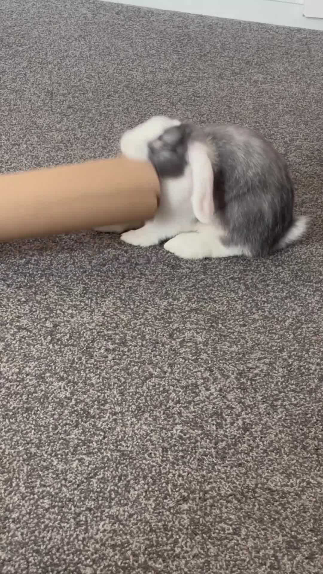 English Lop rabbits for sale: Rabbit for sale - Video 2