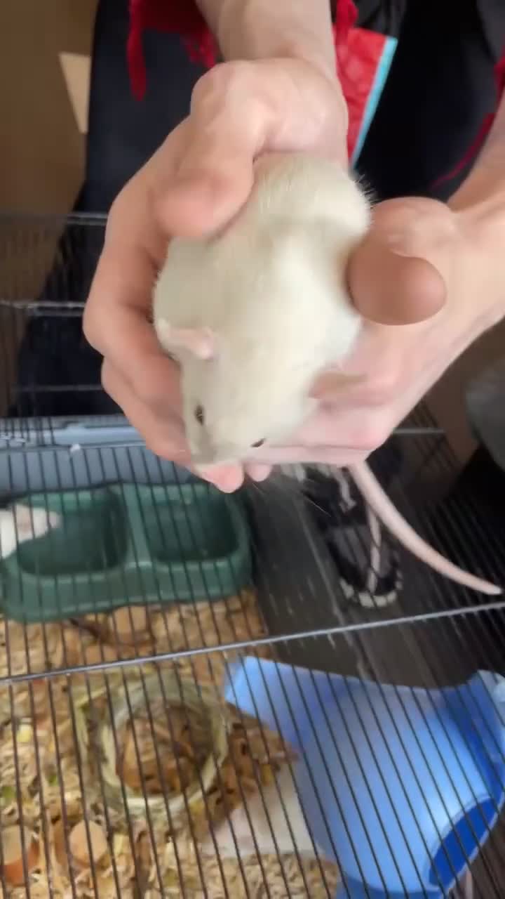 Rat rodents for sale: 4 male rats for sale - Video 1