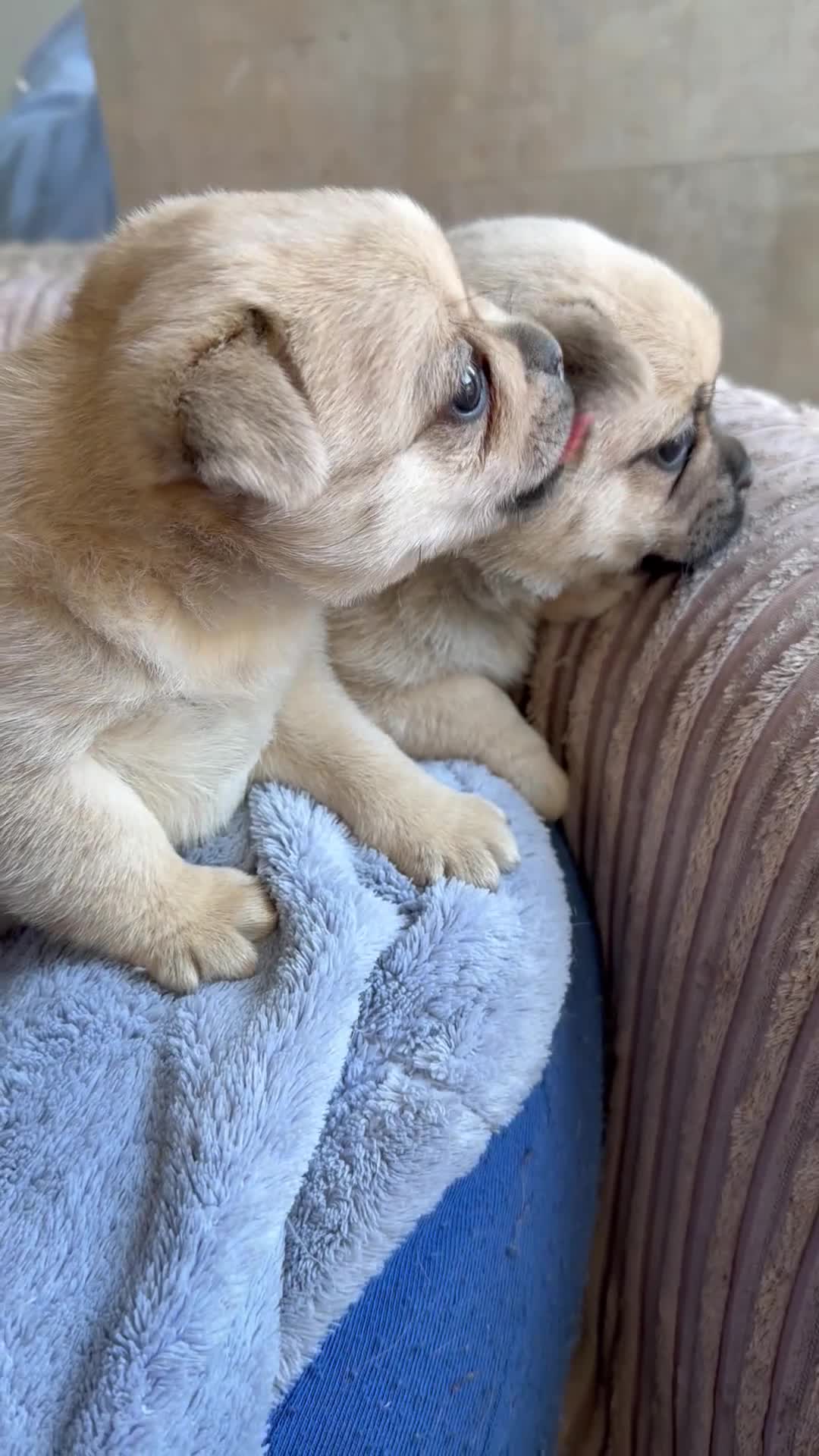 Pug dogs for sale: Pug x Pomeranian mixed breed puppies 🐕 - Video 1