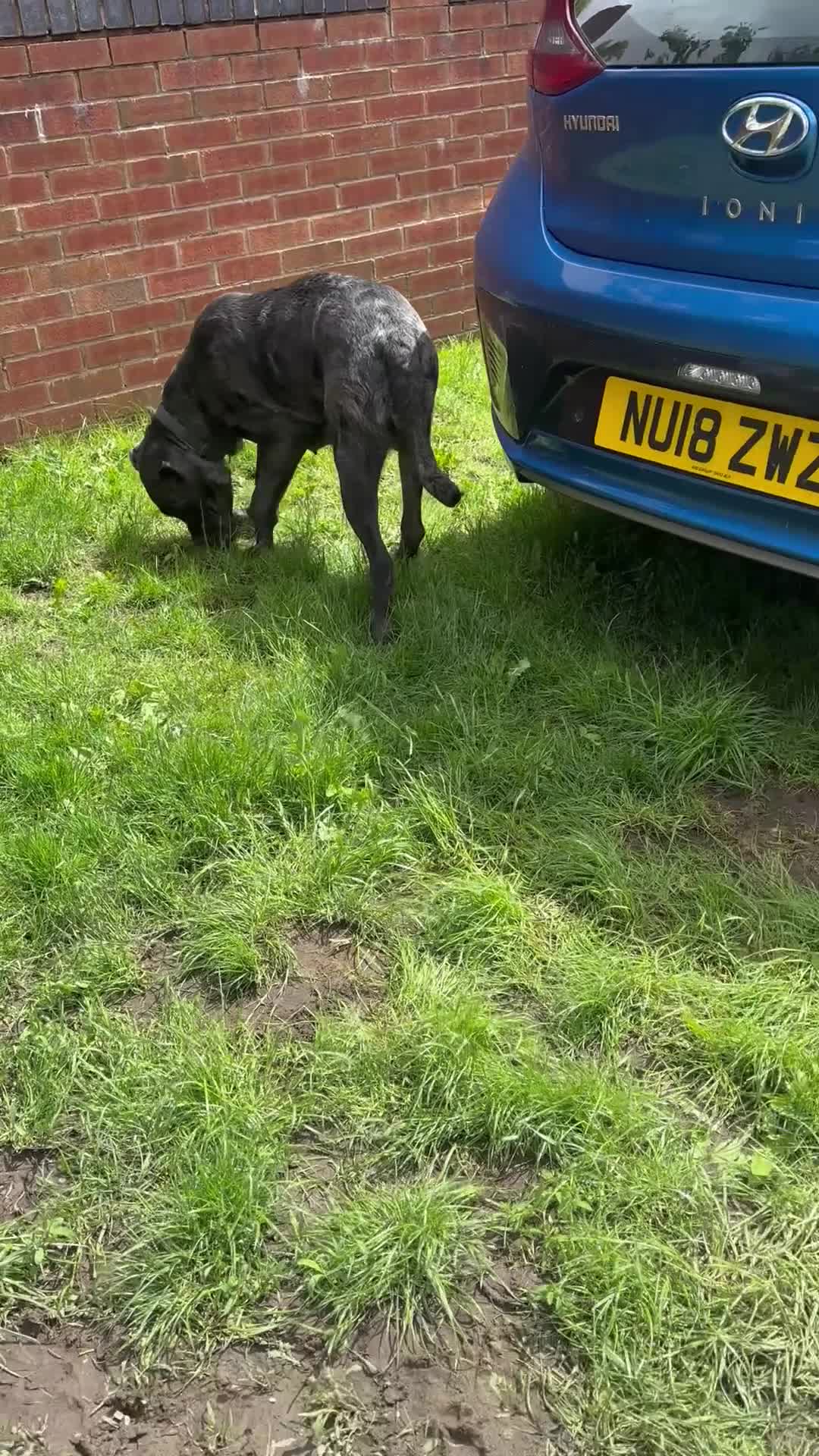 Cane Corso dogs for sale: Cane corso pups  - Video 3