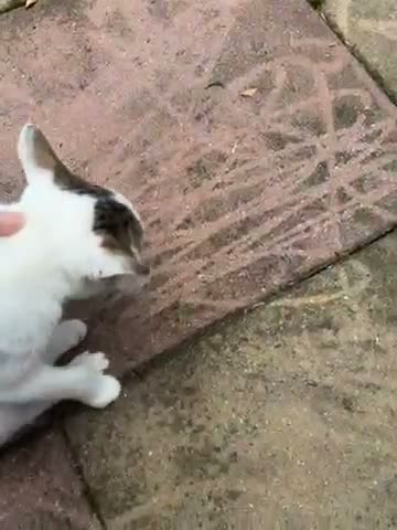 British Shorthair cats for sale: 5 cute British shorthair breed kittens  in Ilford - Video 1