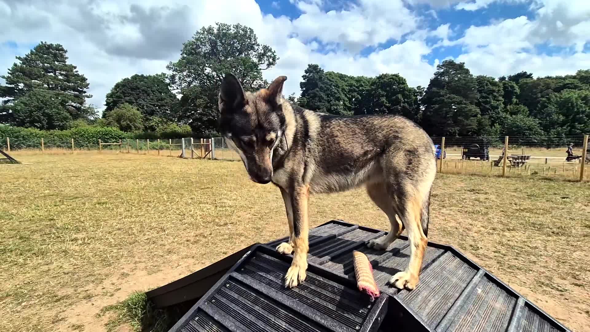 Saarloos Wolfdog dogs for sale: Sarloos wolfdog - Video 2