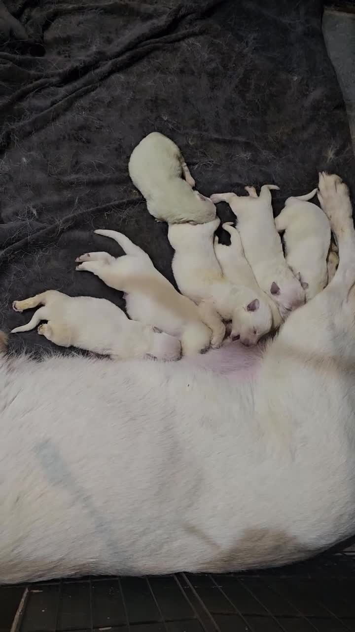 German Shepherd dogs for sale: White german shepherd pup  - Video 1