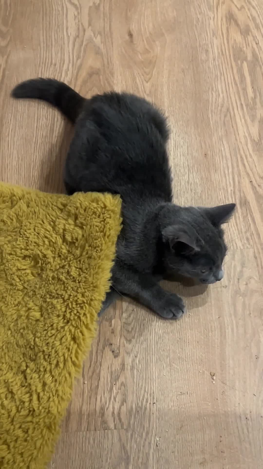 Turkish Angora cats for sale: Beautiful Kittens Looking for Their Forever Homes  - Video 4