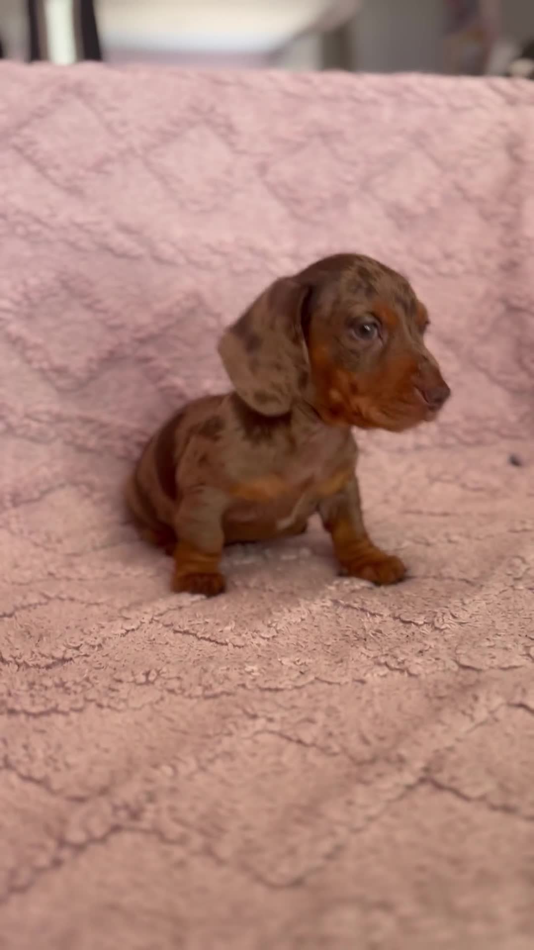 Miniature Dachshund dogs for sale: One Dapple Boy Remains  - Video 1