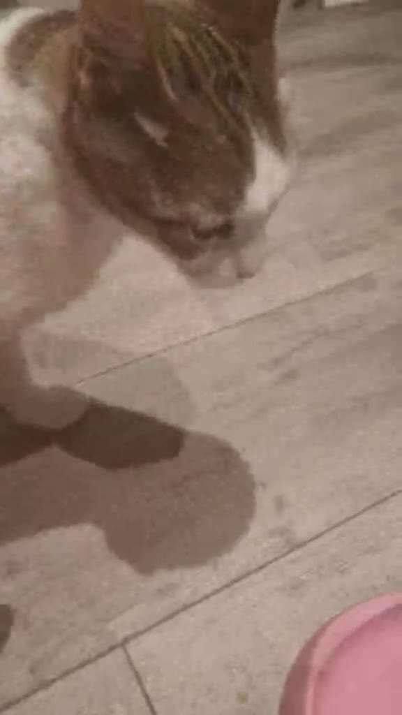 Mixed Breed cats for adoption: Freya for adoption in Kidlington - Video 1