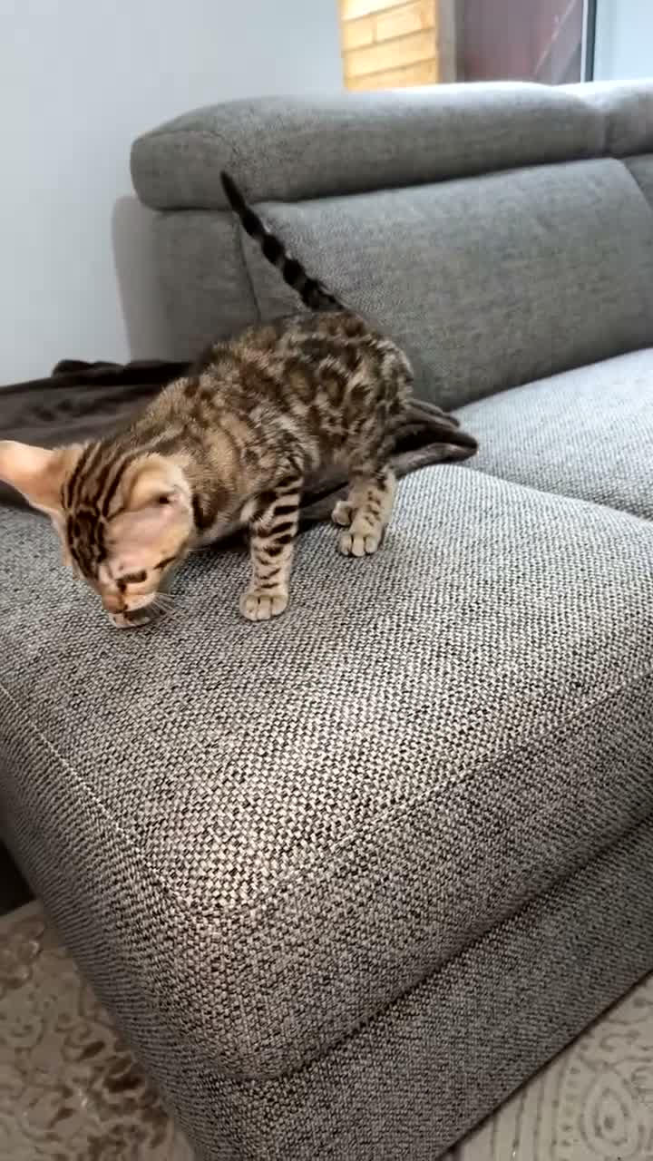Bengal cats for sale: Snow Mink Bengal full breed  - Video 5
