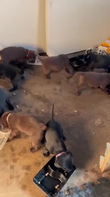 Labrador Retriever dogs for sale: Labrador puppies for sale (black and chocolate)  - Video 1