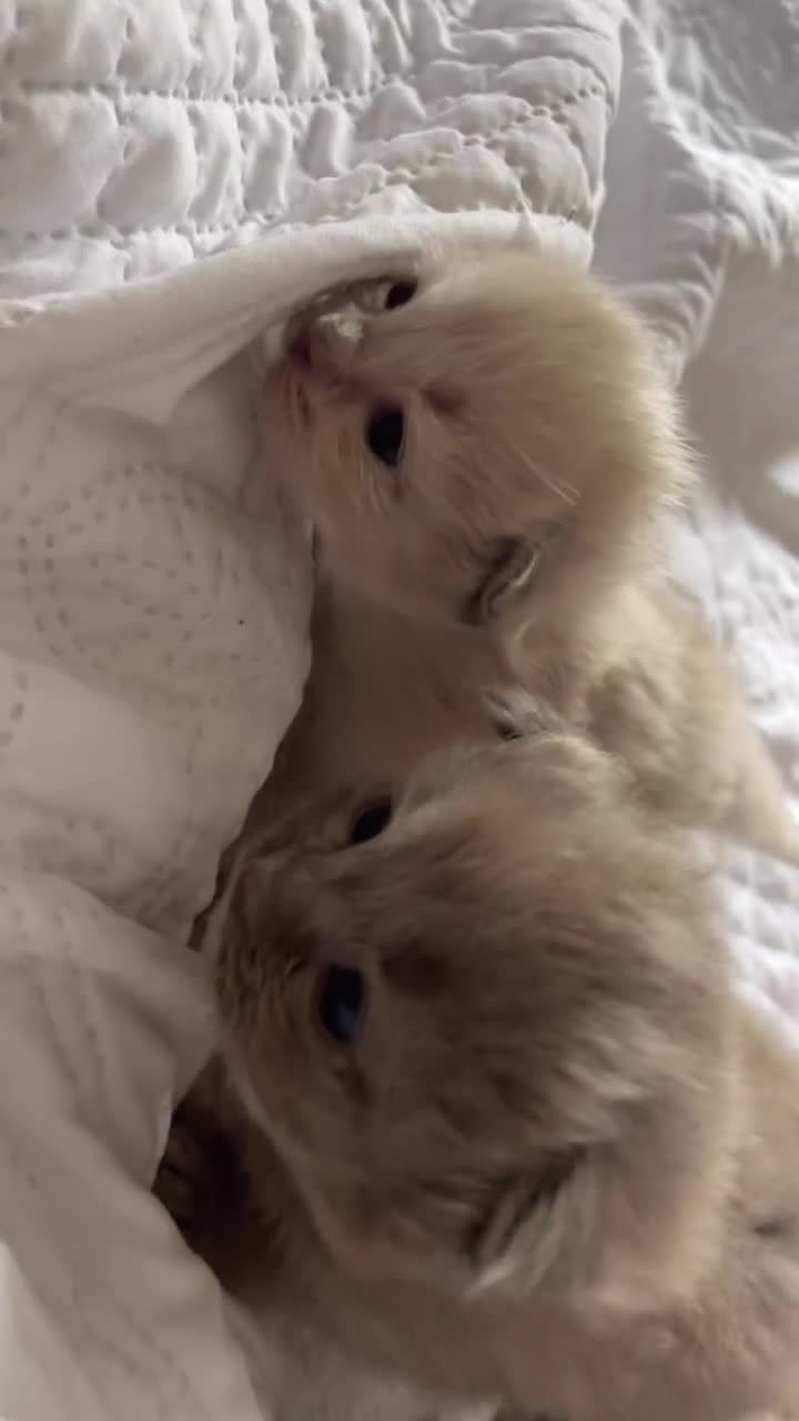 Ragdoll cats for sale: 5 Purebred kittens for SALE - Video 2