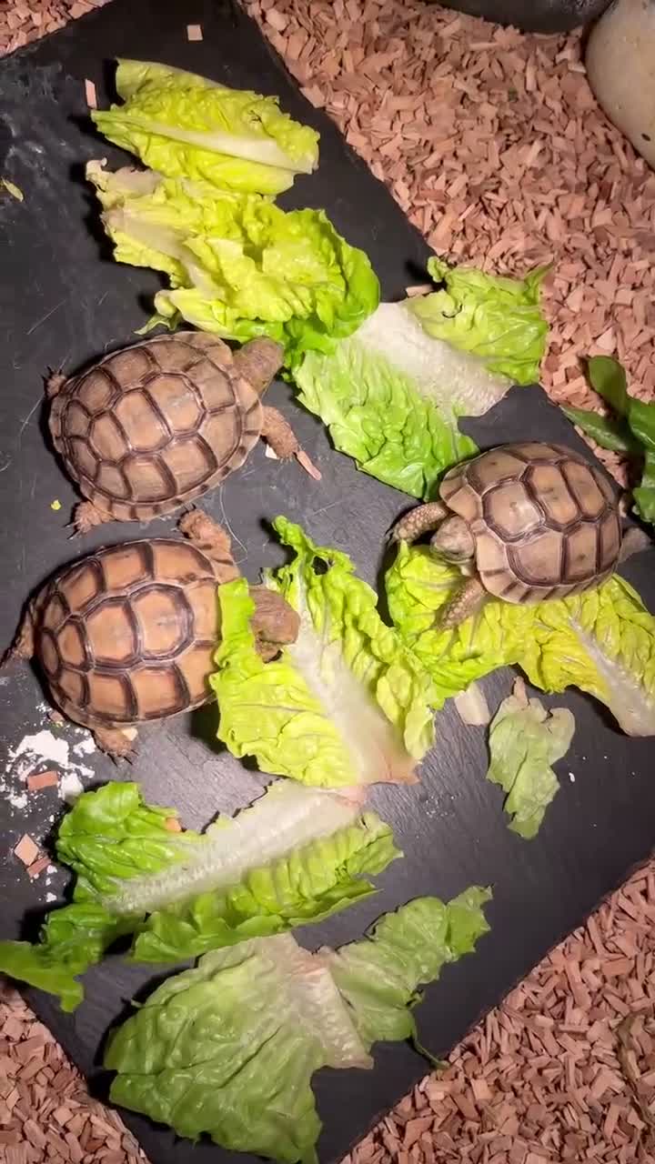 Tortoise reptiles for sale: Greek 9 month old Greek tortoises  - Video 1